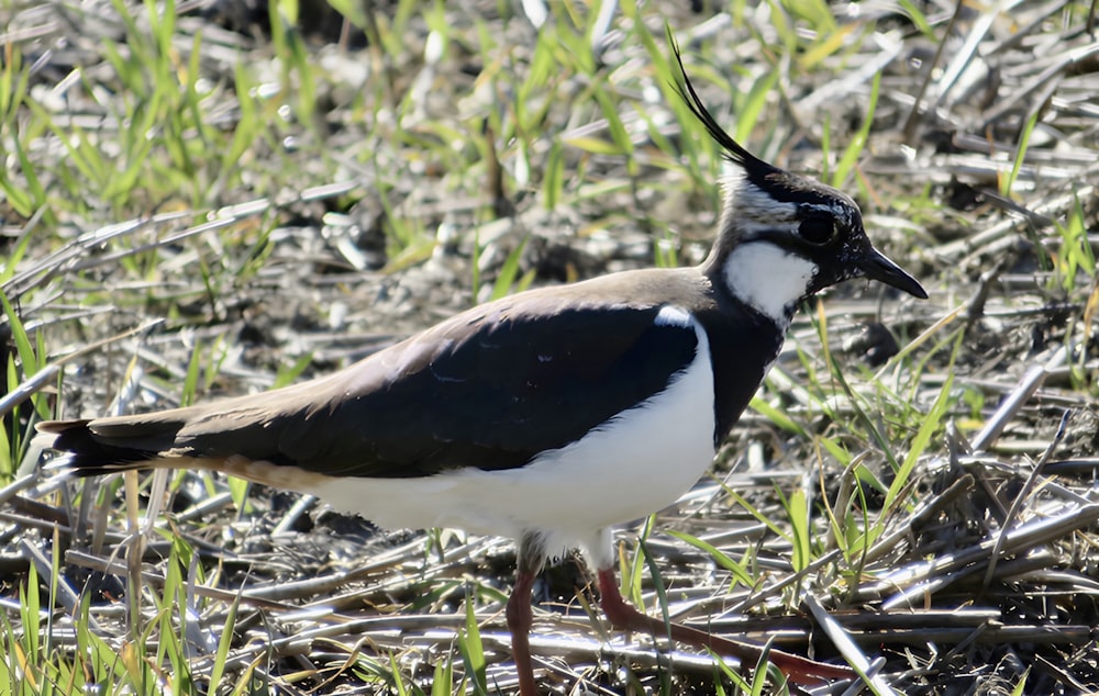 a black and white bird standing in the grass