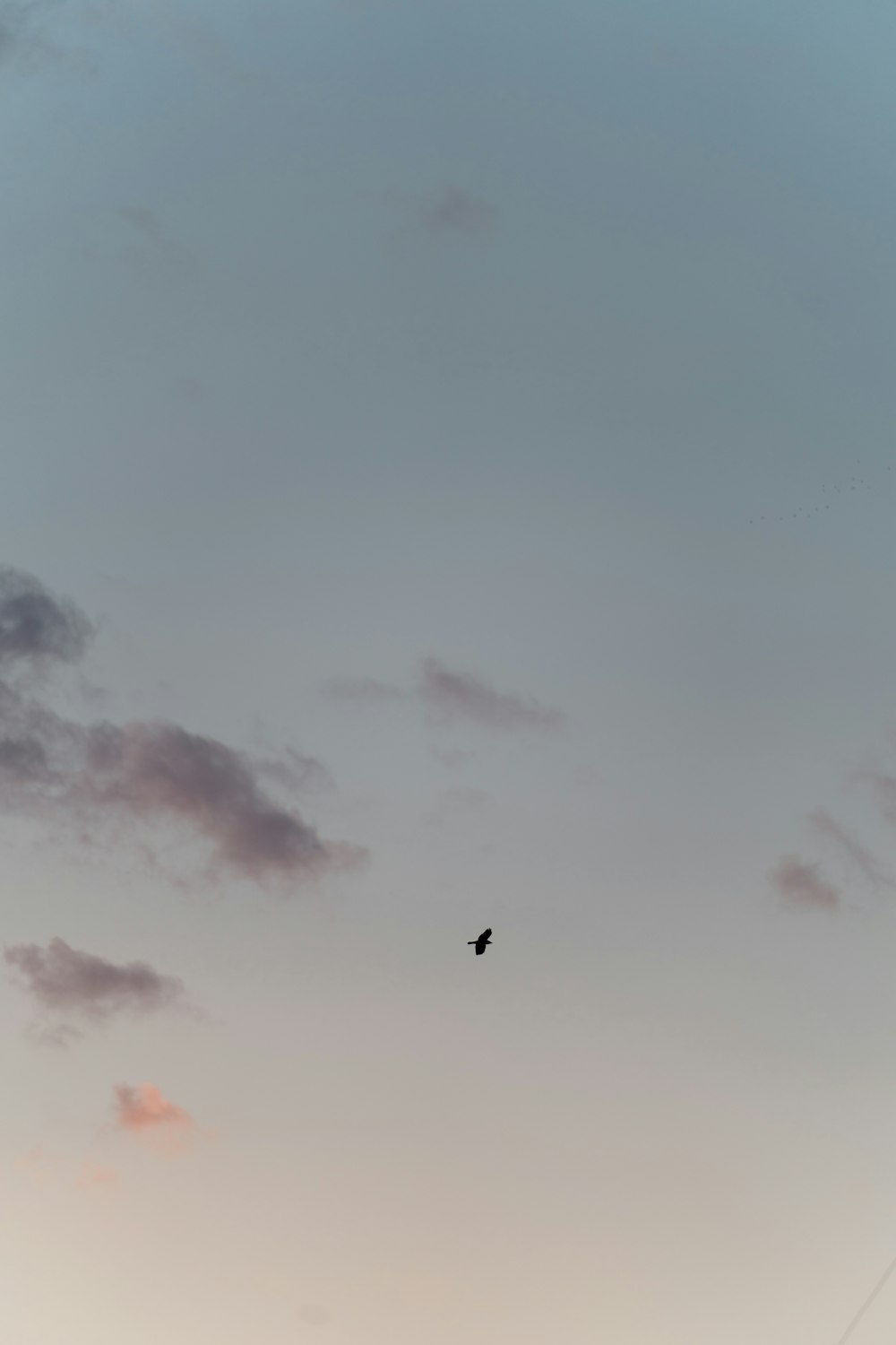 a bird flying high up in the sky