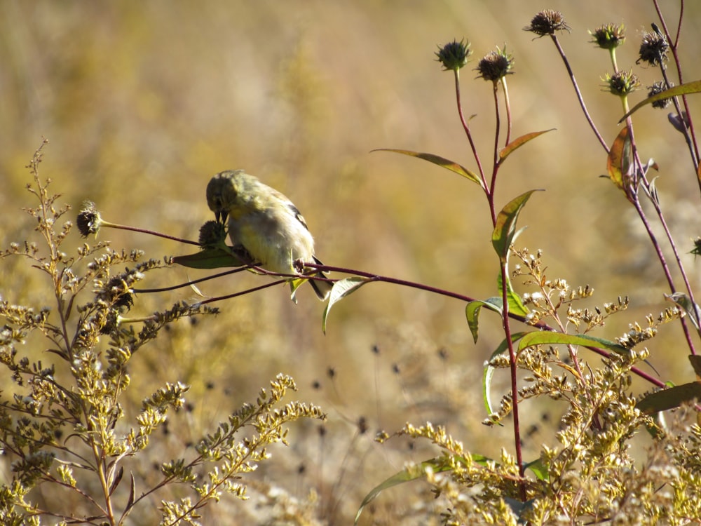 a small bird sitting on top of a tree branch