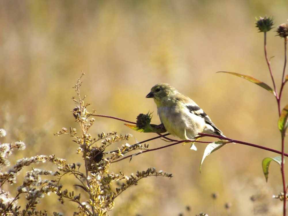 a small bird sitting on top of a tree branch