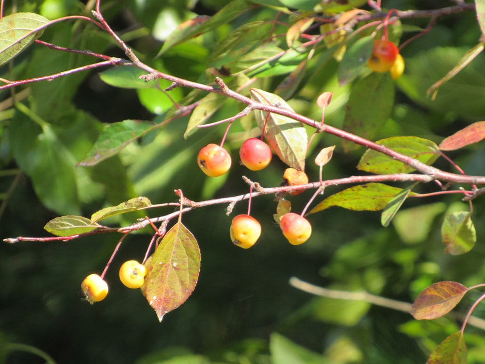 a bunch of fruit hanging from a tree branch