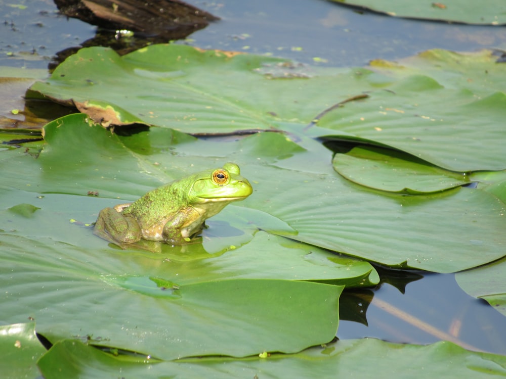 a frog sitting on a lily pad in a pond