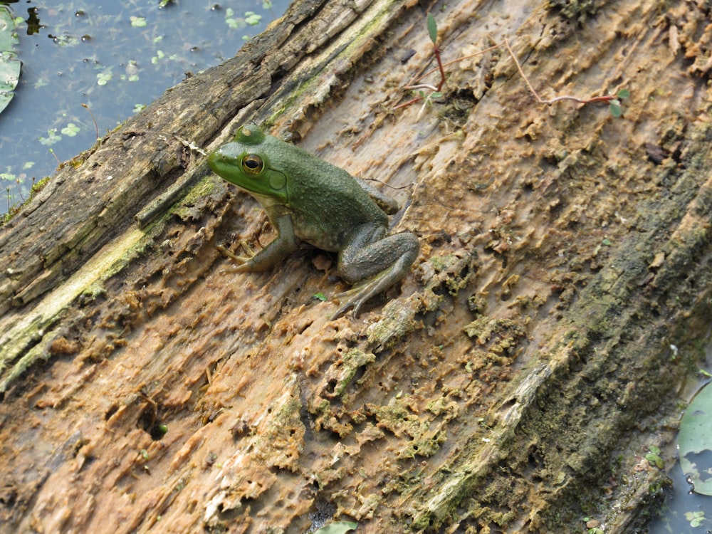 a frog is sitting on a tree trunk
