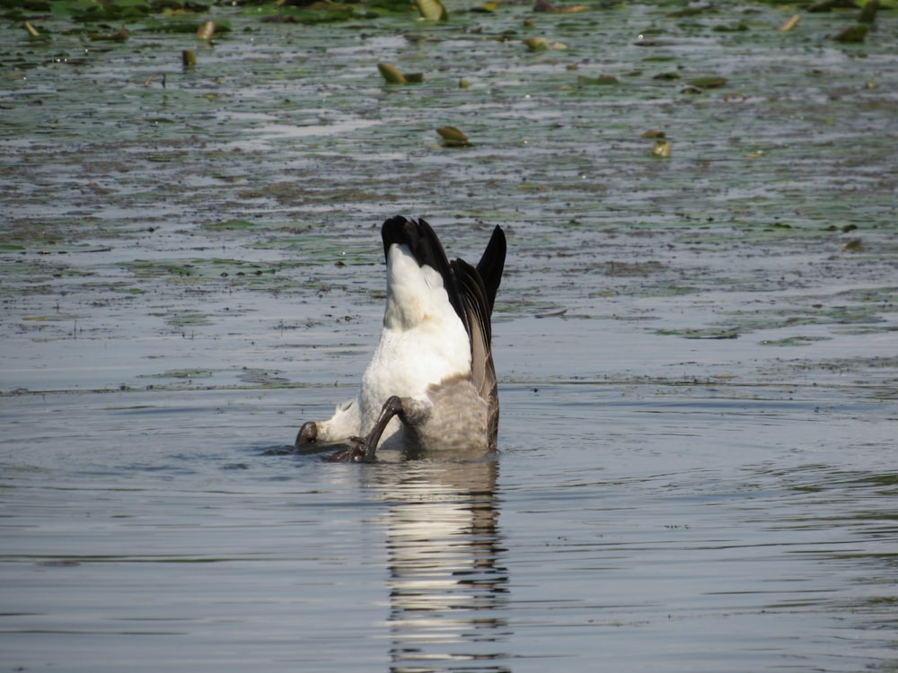 a goose in a body of water with it's head in the water