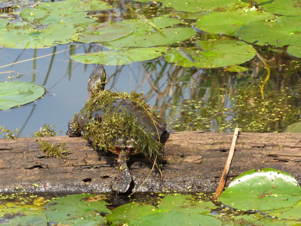 a turtle is sitting on a log in the water