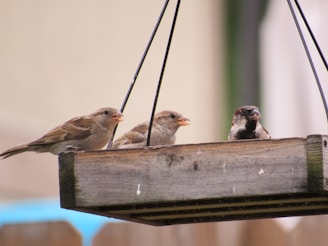 a group of birds sitting on top of a bird feeder