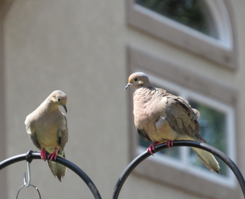 two birds perched on top of a metal pole