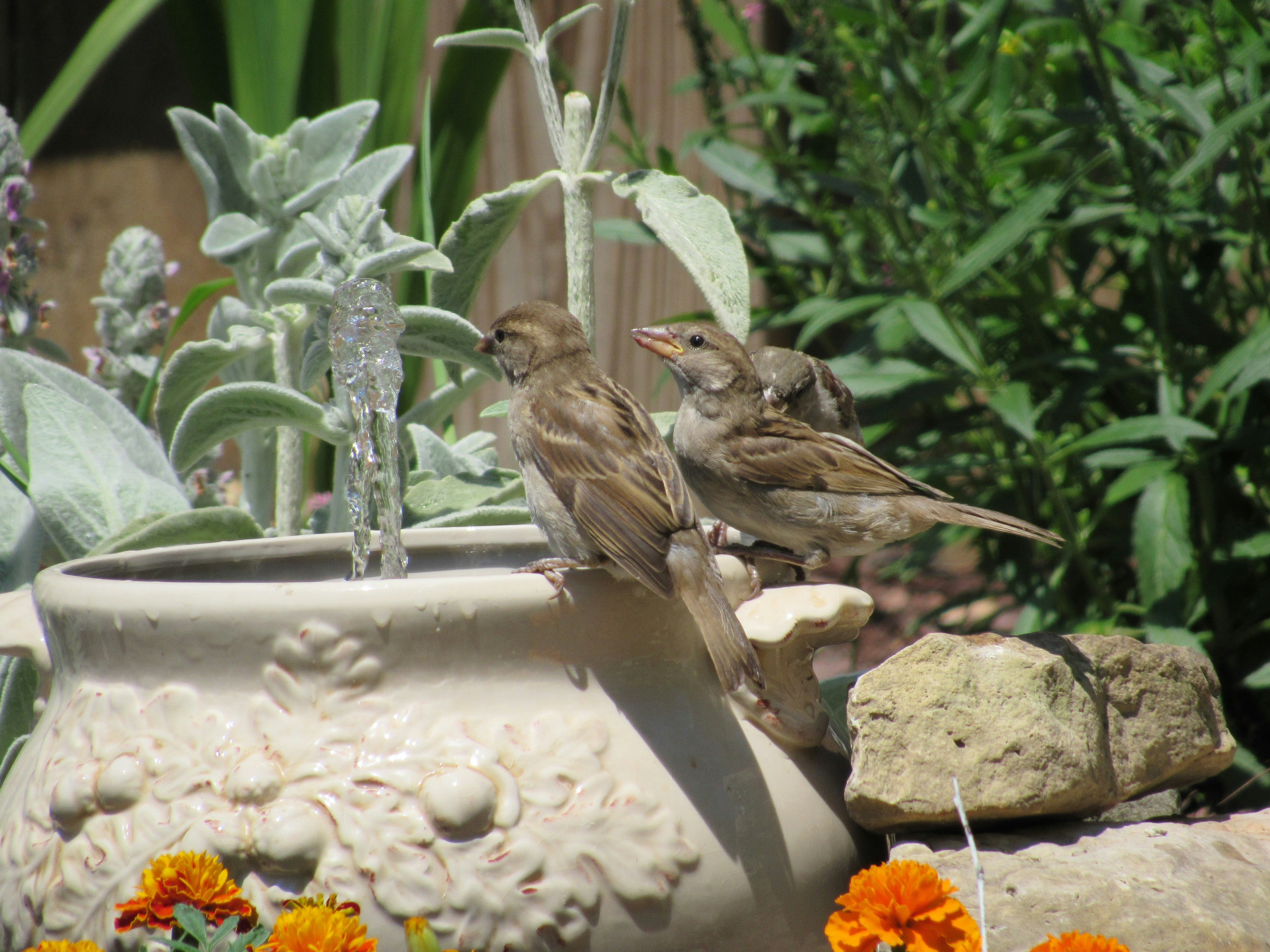 un couple d’oiseaux assis sur un pot de fleurs
