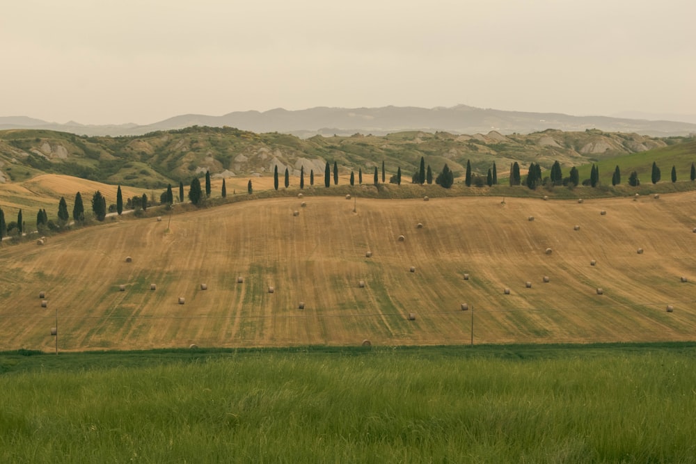 a large field of grass with trees in the distance