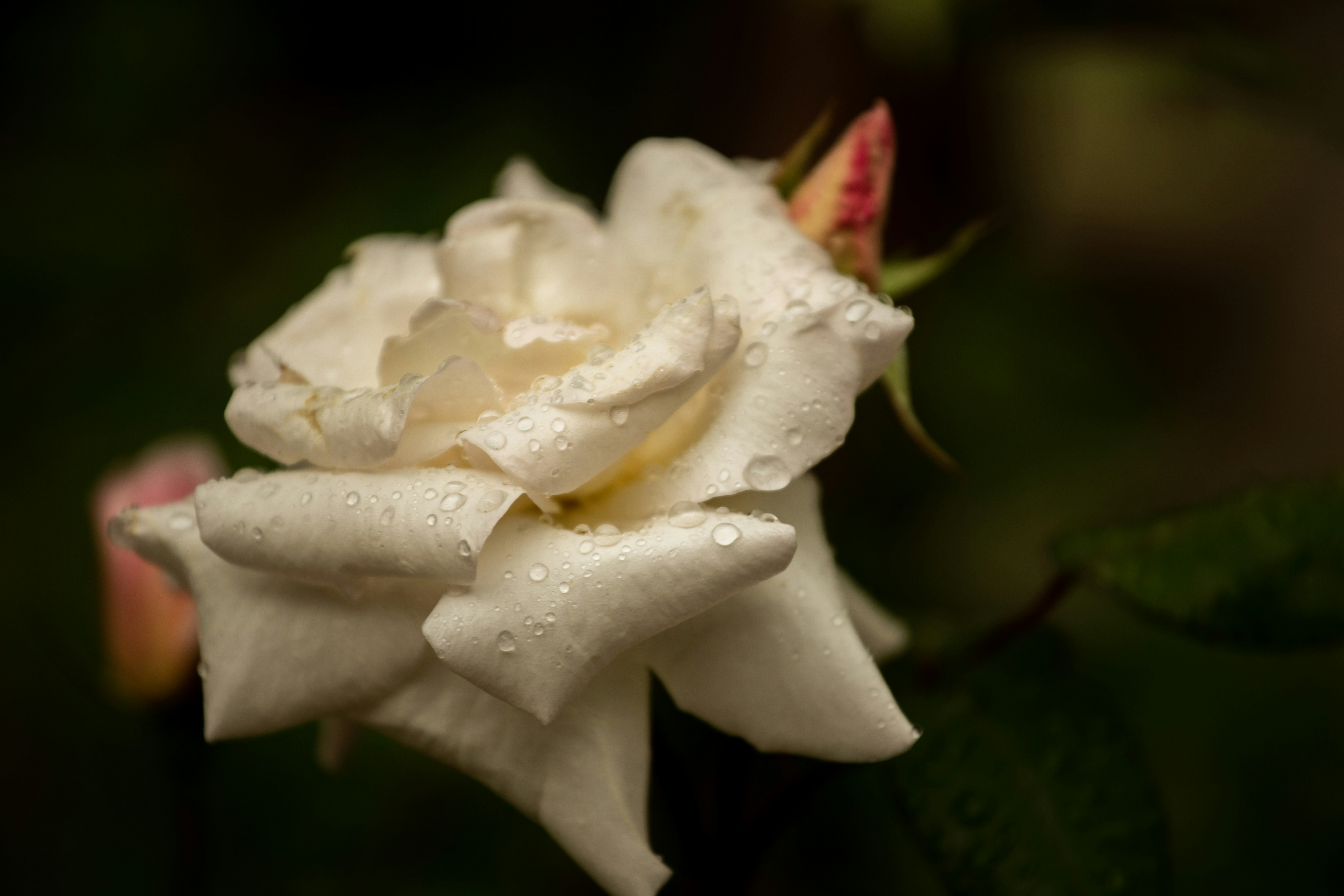 a white rose with water droplets on it