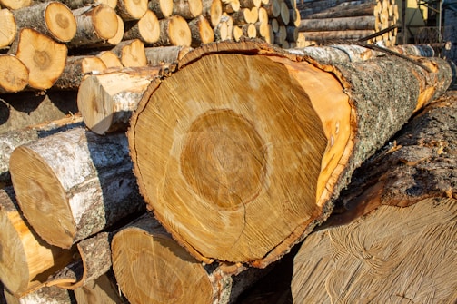 A large pile of cut logs with visible growth rings is stacked outdoors. The logs are arranged neatly, displaying their bark and wooden texture. Sunlight highlights the natural hues of the wood grain and bark.