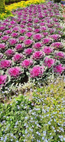 A vibrant garden filled with rows of ornamental cabbages featuring striking purple leaves surrounded by green foliage. In the foreground, clusters of small blue flowers are interspersed with various shades of green leaves. The background displays a mix of yellow blooms, creating a colorful tapestry of plant life.