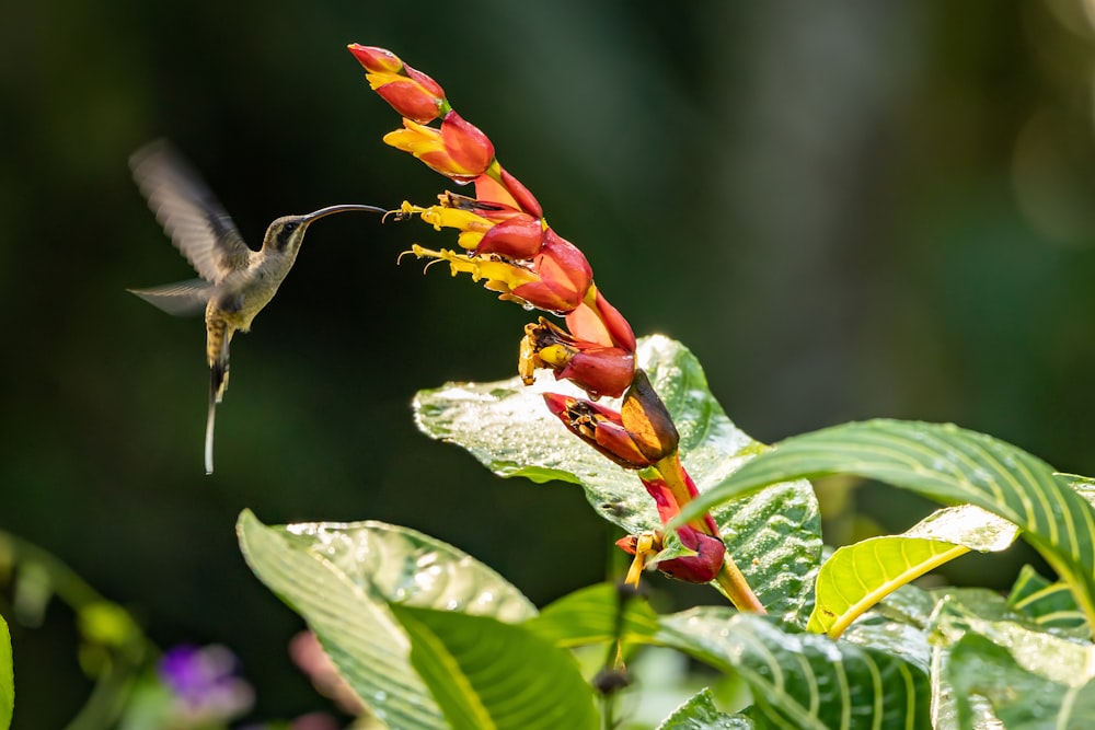 a hummingbird hovers near a red flower