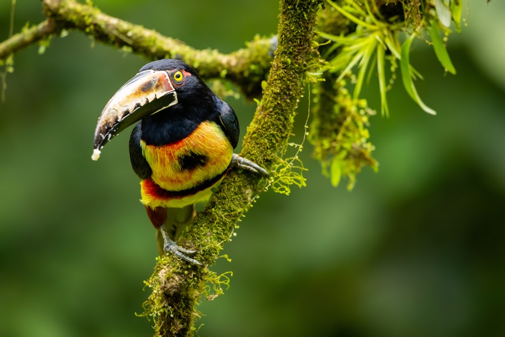 a colorful bird perched on a tree branch