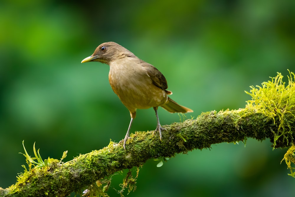 a small bird perched on a mossy branch