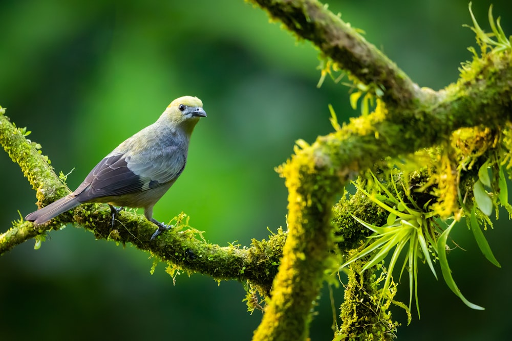 a bird is perched on a mossy branch