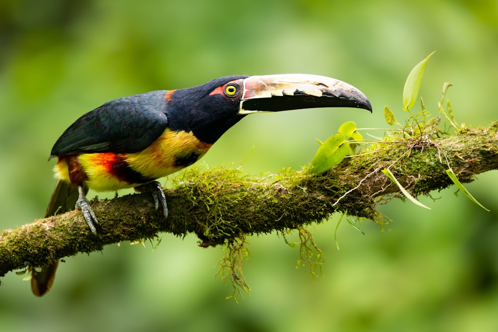 um pássaro colorido está empoleirado em um galho