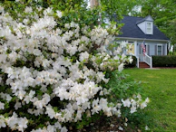 An inviting front yard showcasing a mix of hardscape elements and colorful seasonal blooms.