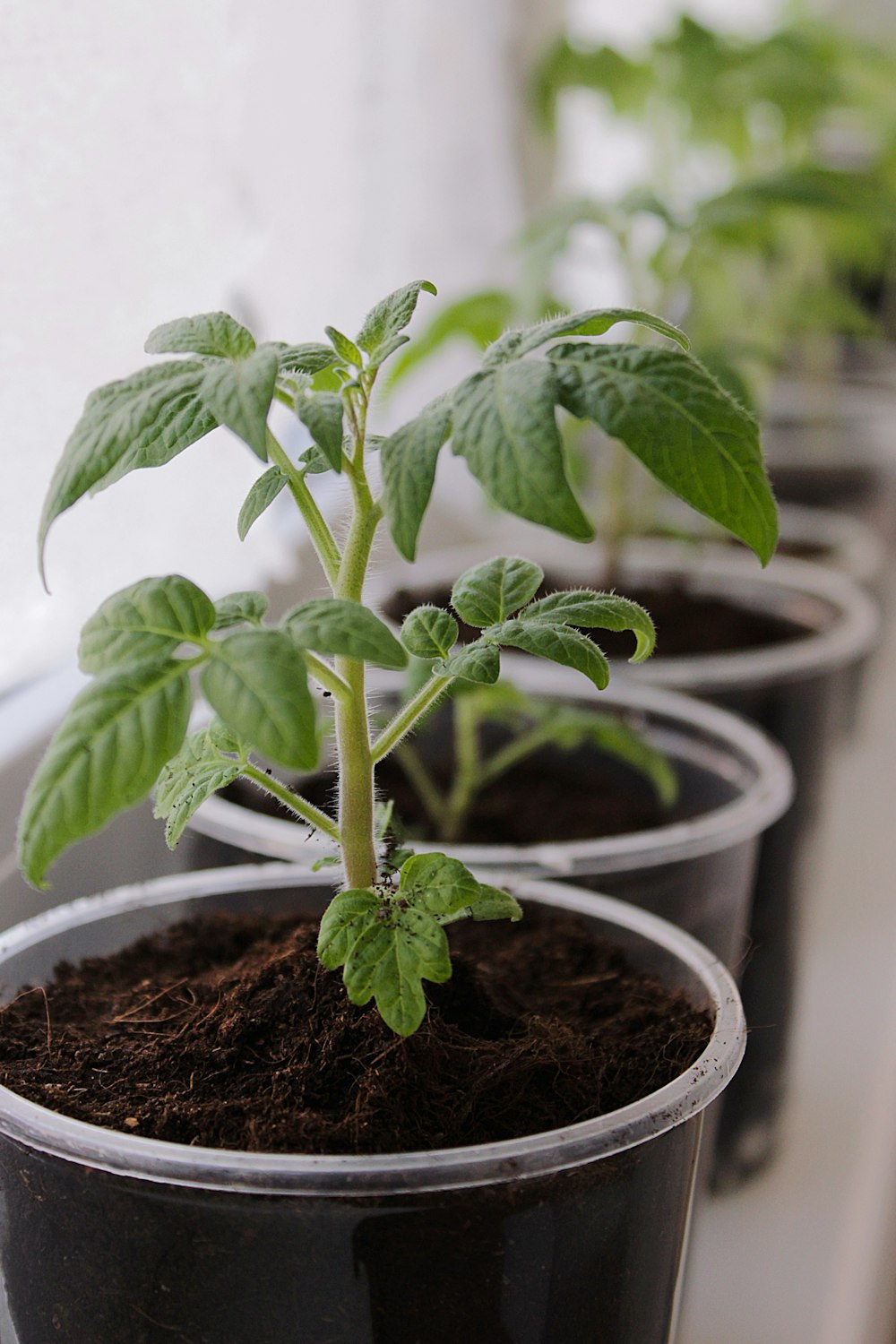 a row of potted plants sitting on top of a window sill