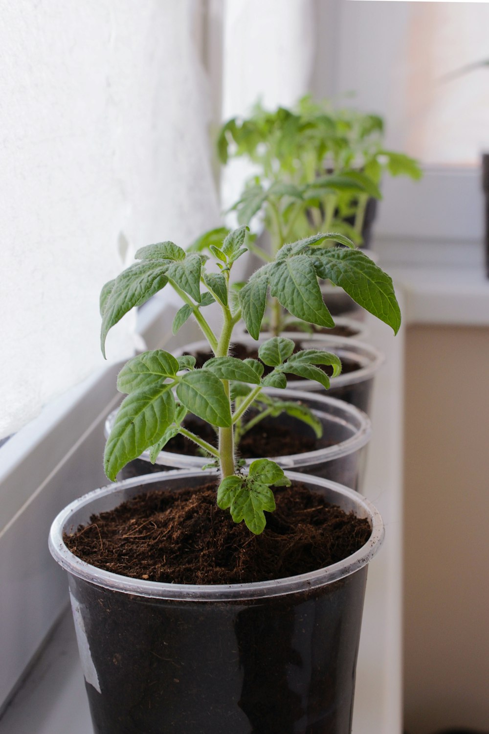 a row of plastic pots filled with plants