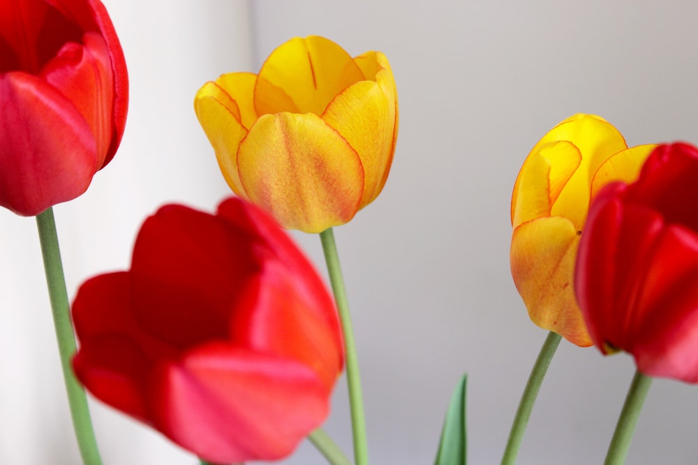 a group of red and yellow tulips in a vase