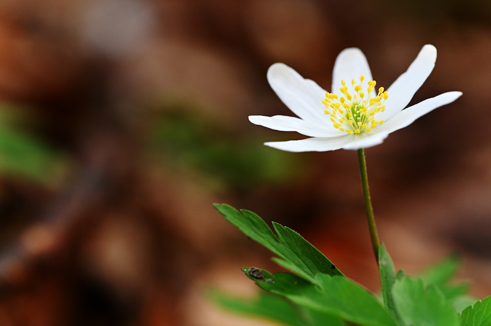 a small white flower with a yellow center