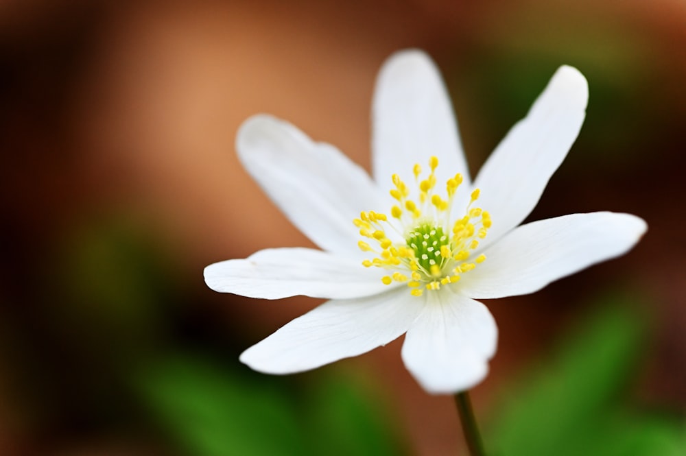 a close up of a white flower with yellow stamen