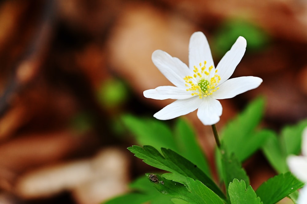 a close up of a white flower with green leaves