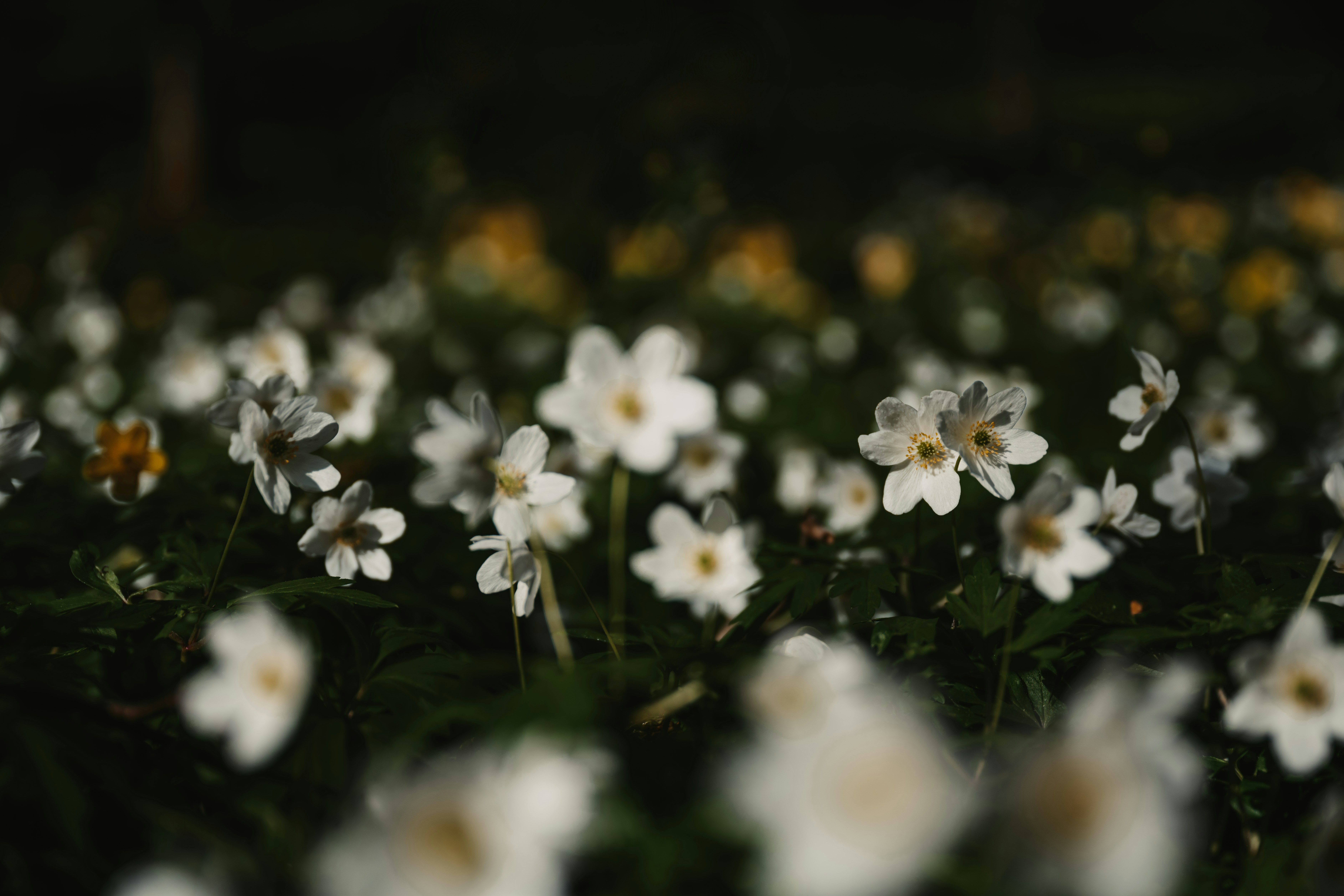 Photo by anitaaustvika