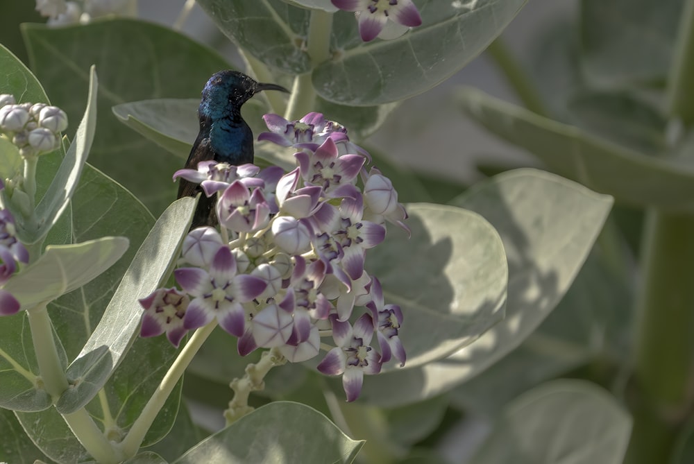 a small blue bird sitting on top of a purple flower