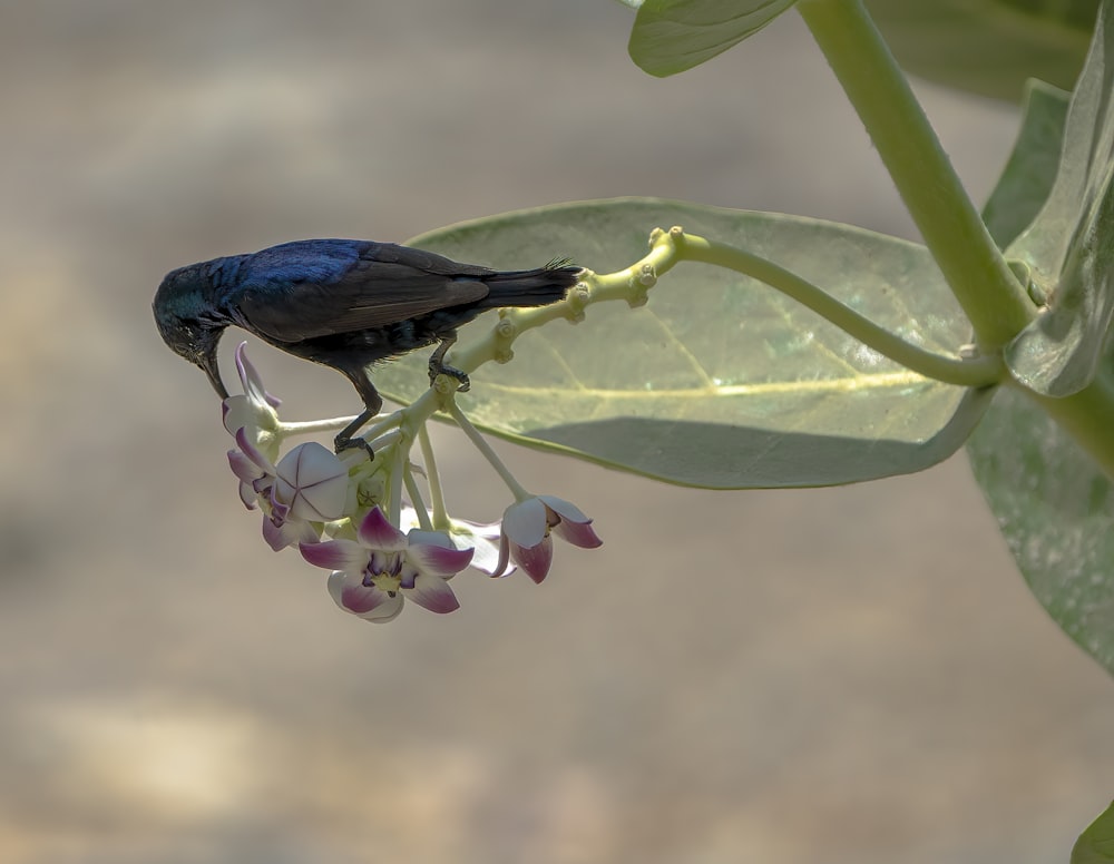 a small blue bird perched on a flower