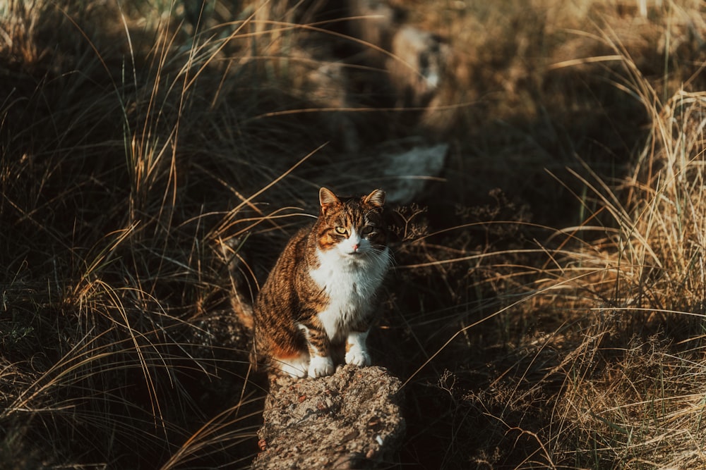 a cat sitting on top of a rock in a field