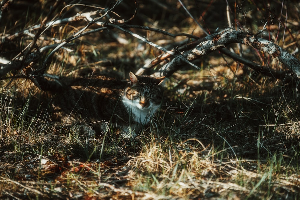 a cat that is sitting in the grass