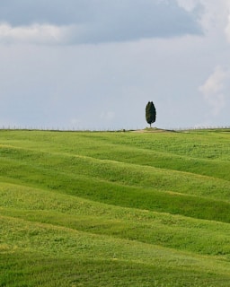 A quiet countryside landscape with rolling hills and a solitary tree under a cloudy sky, evoking reflection.