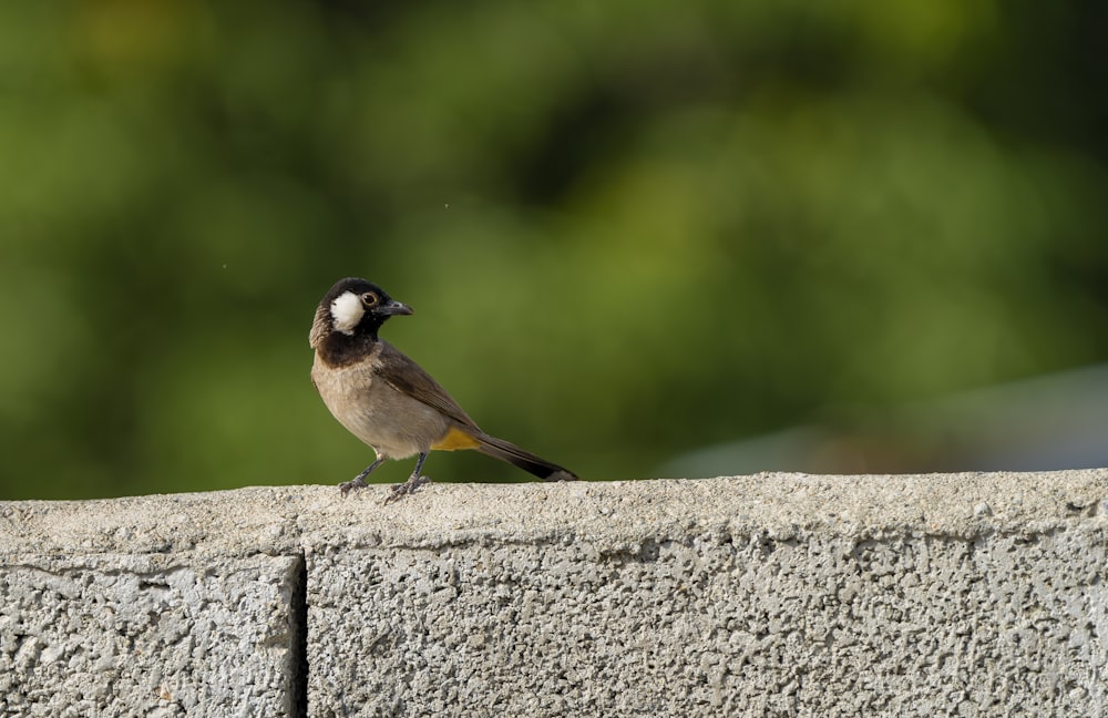 a small bird perched on top of a cement wall