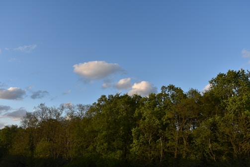A serene nature scene with lush greenery and a clear sky.