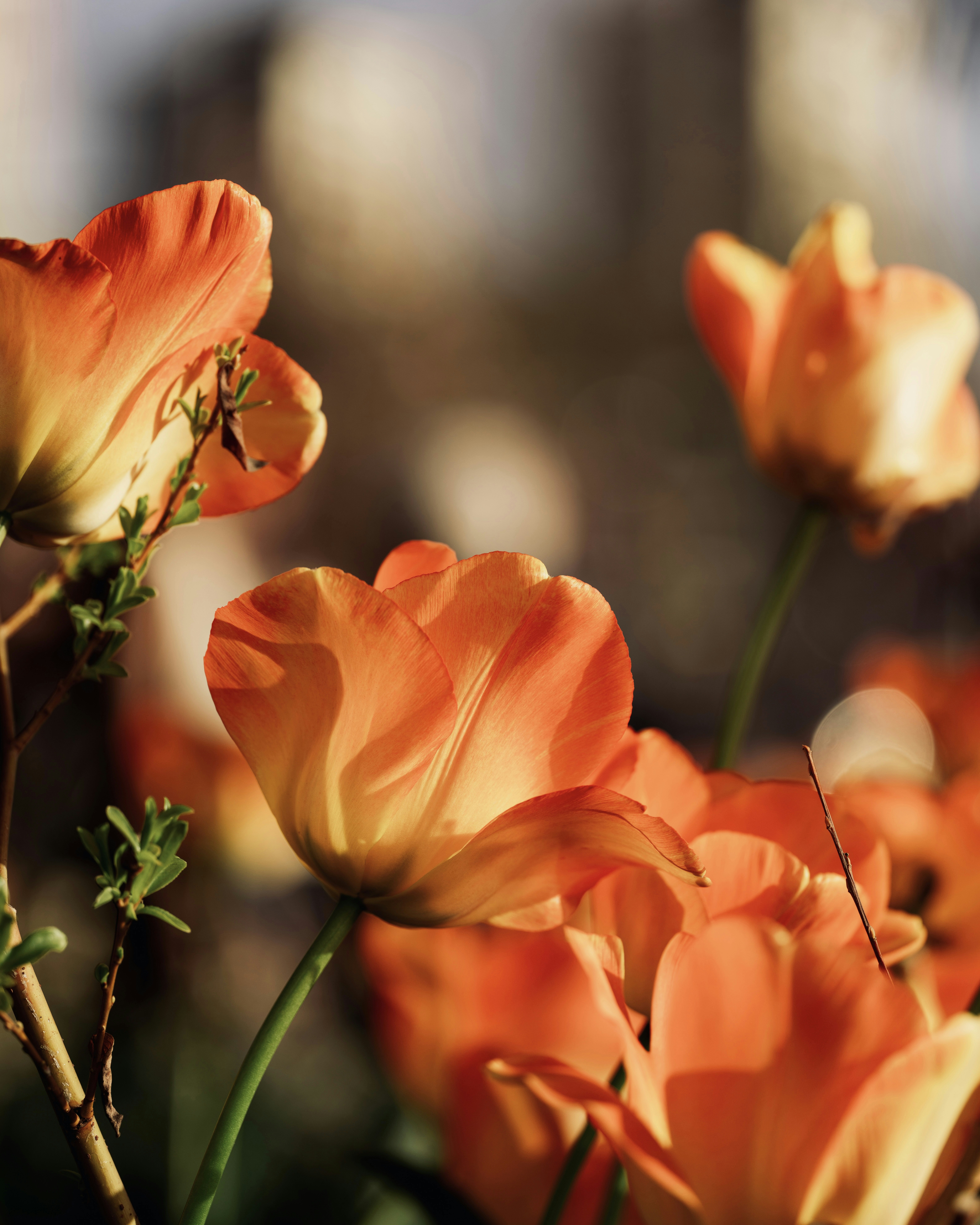 Photo by arianmontazeri