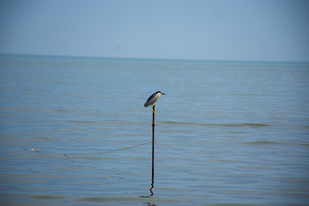 a bird sitting on a pole in the middle of the ocean