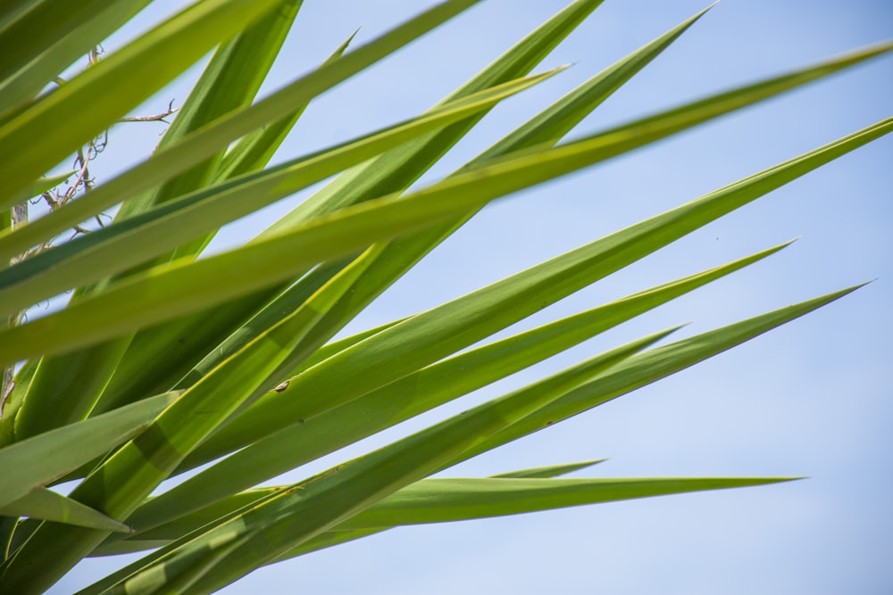 a close up of a green plant with a blue sky in the background