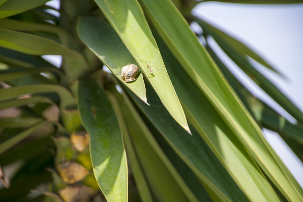 a snail sitting on top of a green leaf