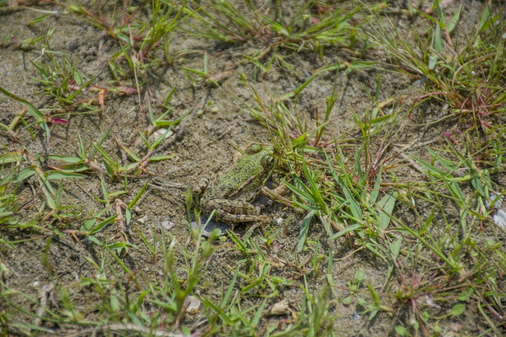 a small lizard sitting on top of a grass covered field