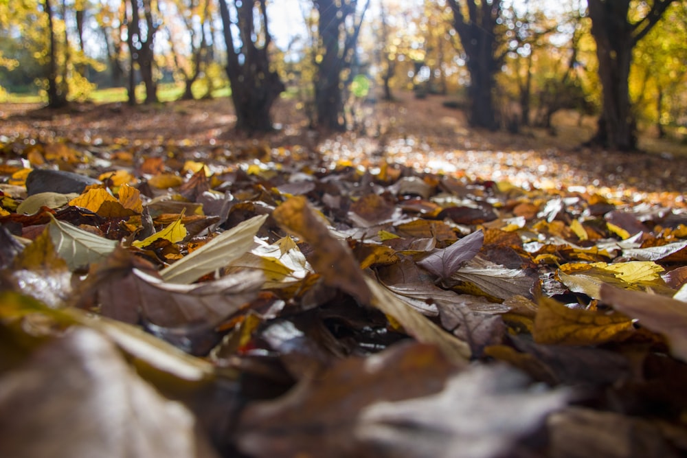 a bunch of leaves that are laying on the ground