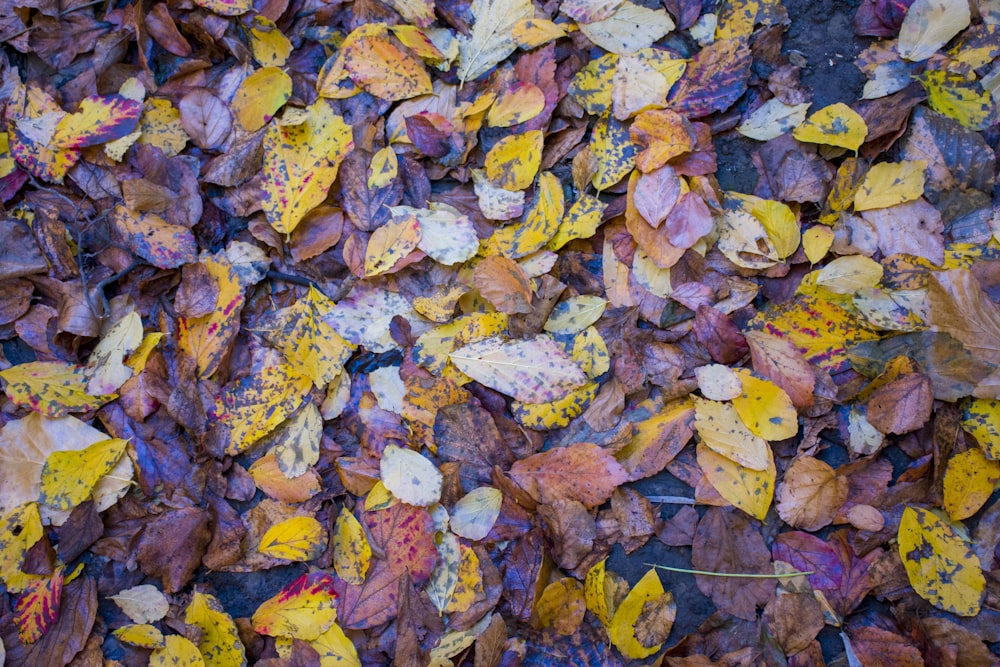 a bunch of leaves that are laying on the ground