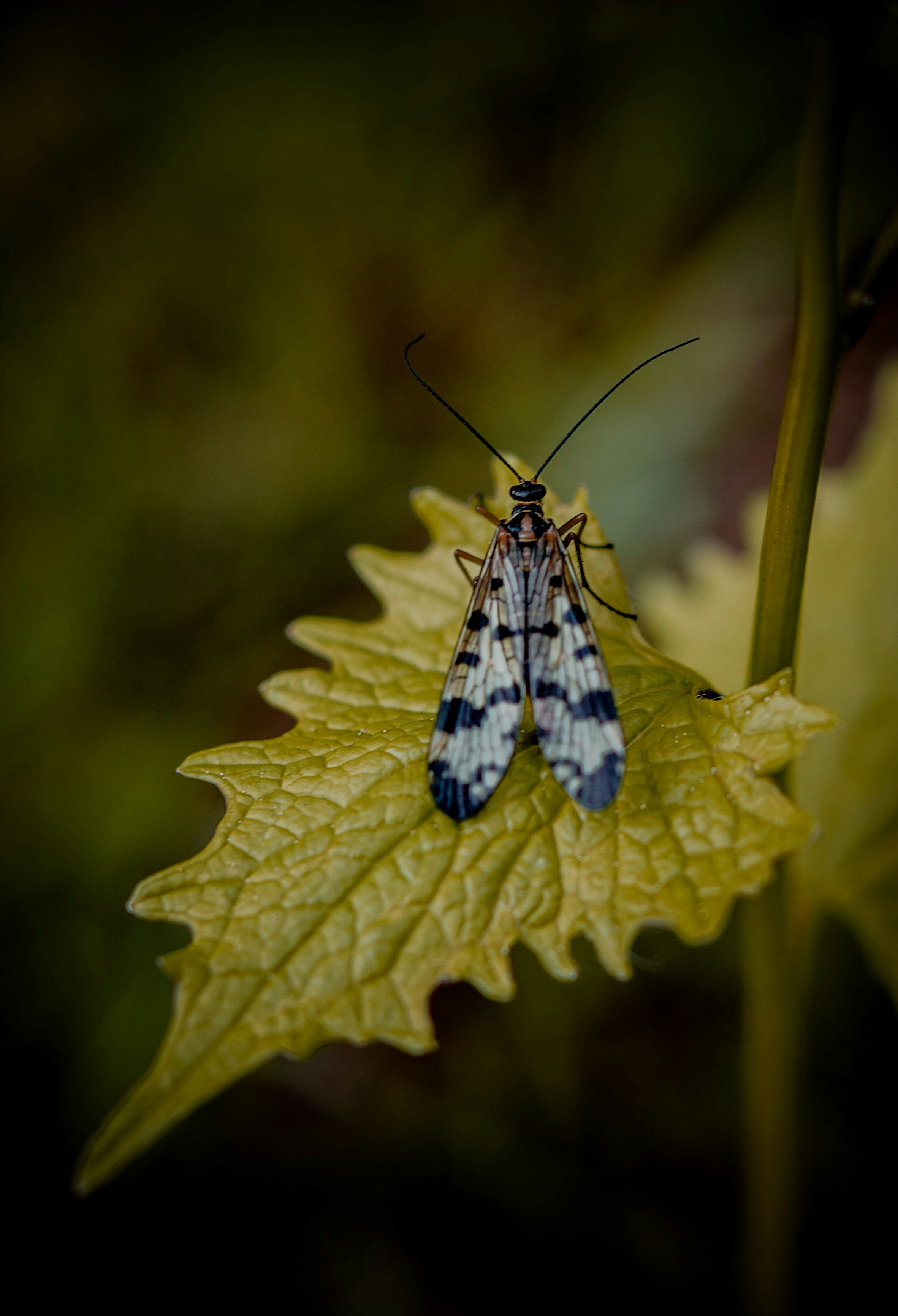 A blue and white insect sitting on a leaf photo – Free Animal Image on ...