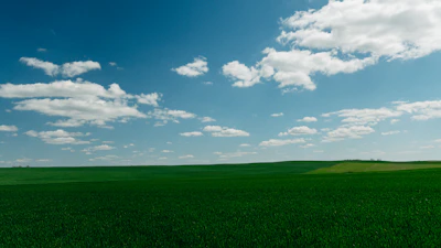 Field of lush green grass under a bright blue sky