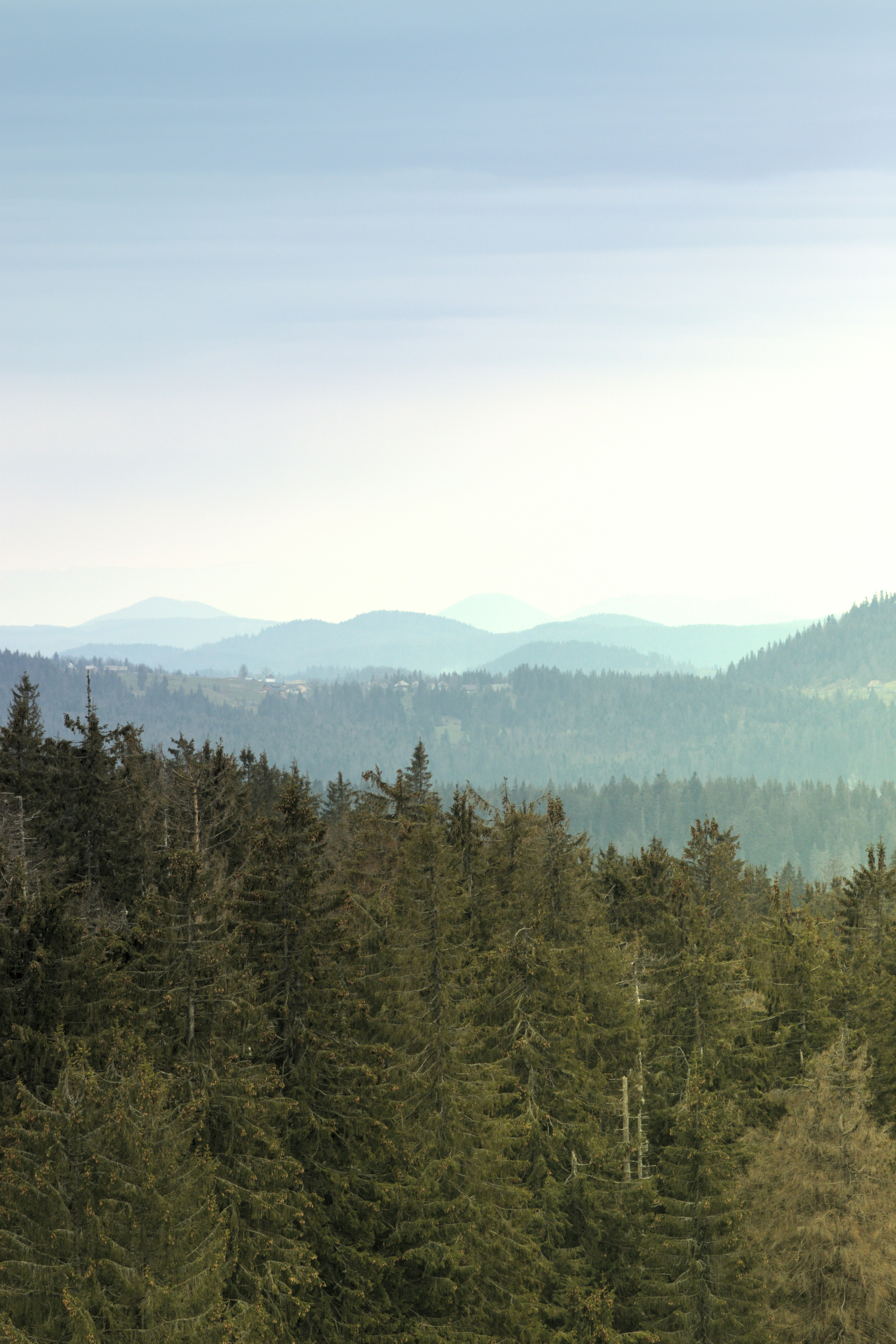 a forest filled with lots of tall green trees