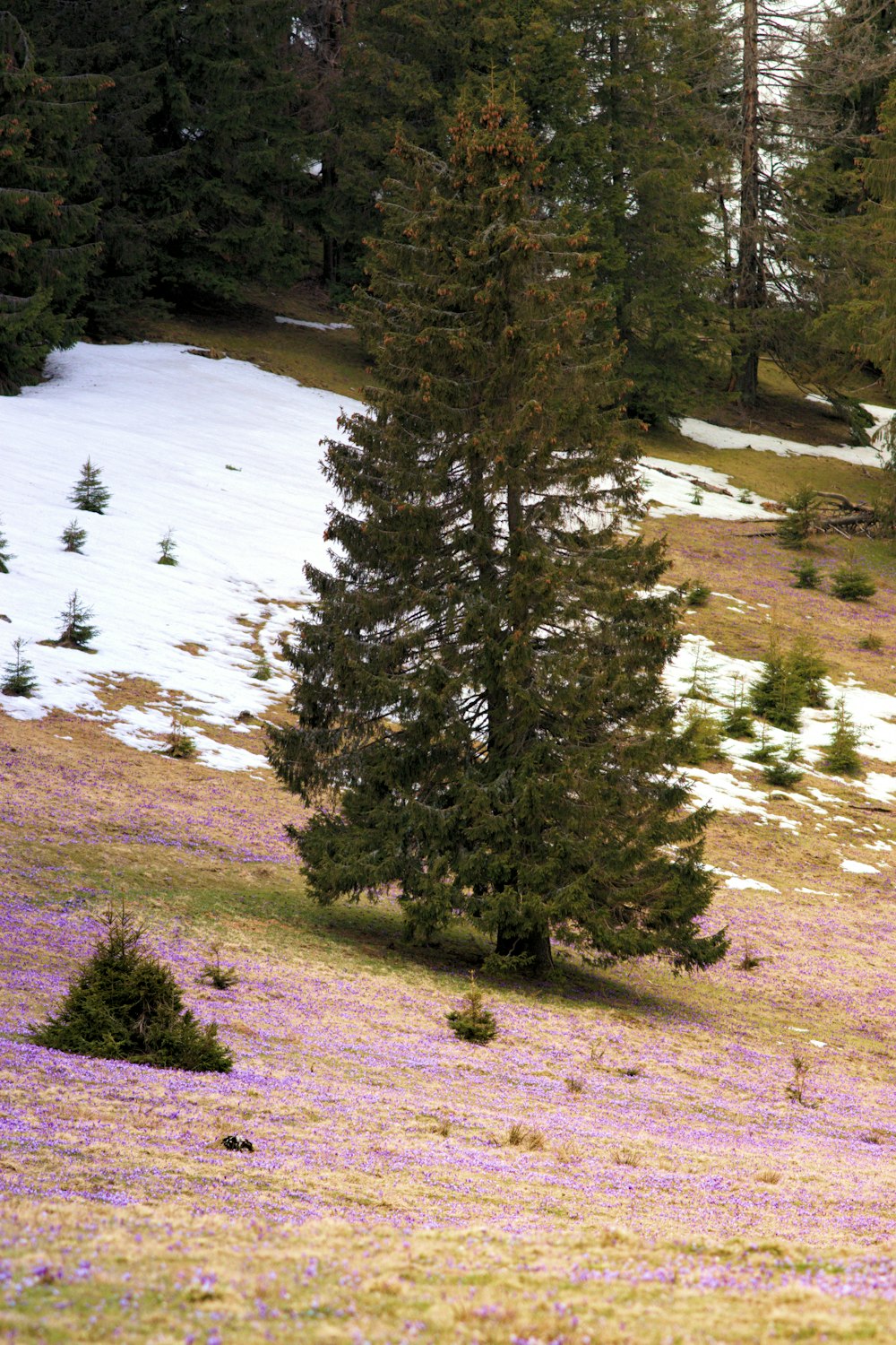 Un árbol solitario en un campo de flores púrpuras