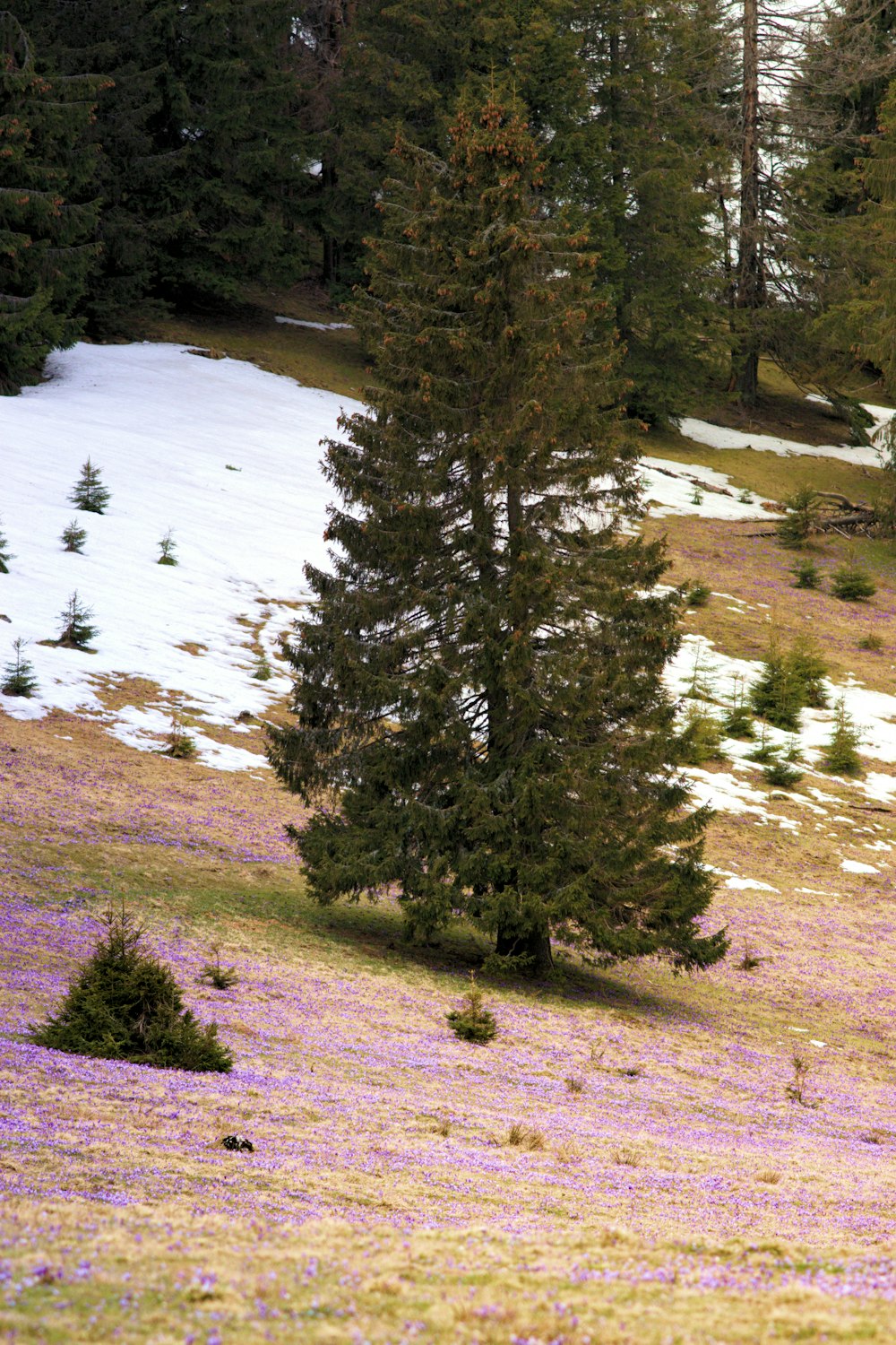 a lone tree in a field of purple flowers