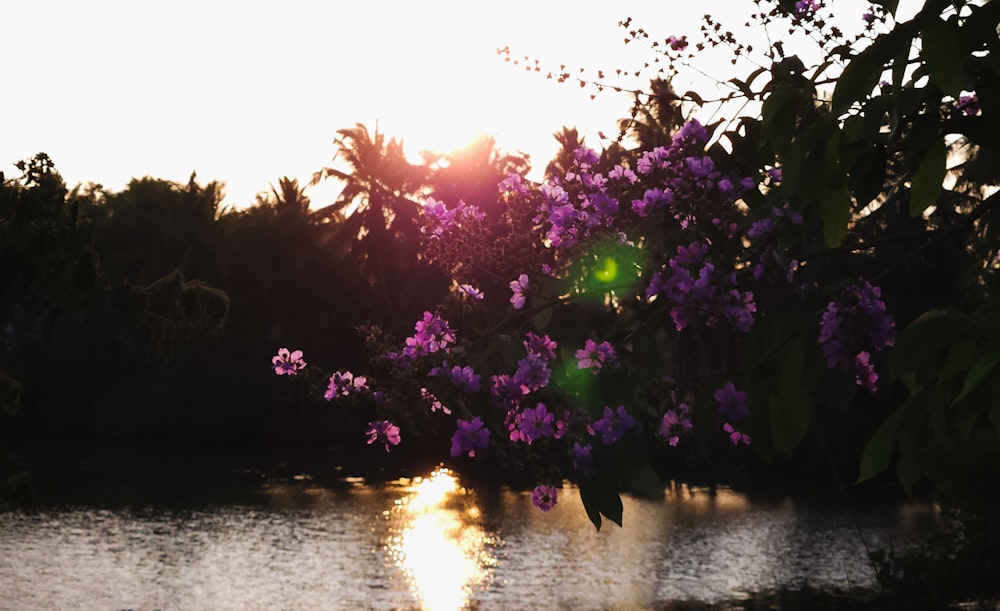 the sun shines through the trees over the water