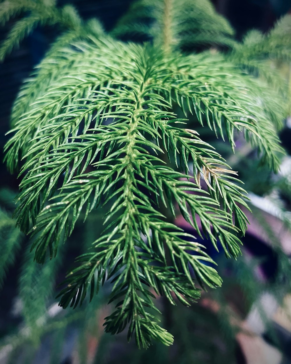 a close up of a pine tree branch